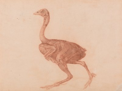 A Comparative Anatomical Exposition of the Structure of the Human Body with that of a Tiger and a Cow by George Stubbs